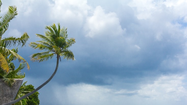 Palm tree against a stormy sky in a monsoon weather in Maldives