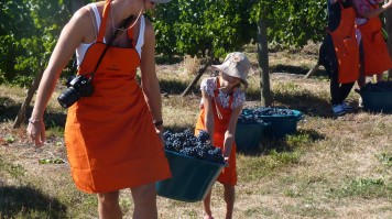 My Harvest in MontGras Winery