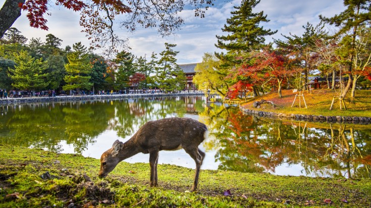 Nara park in Nara is home to hundreds of freely traveling deer