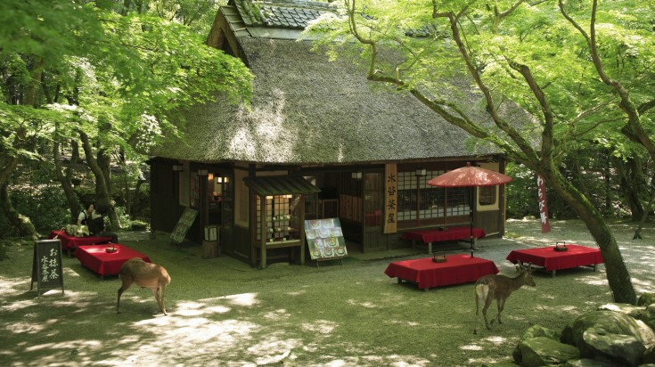 Nara park in Japan is home to 1000 freely roaming deer.