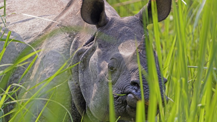 One-horned rhino in Chitwan, Nepal