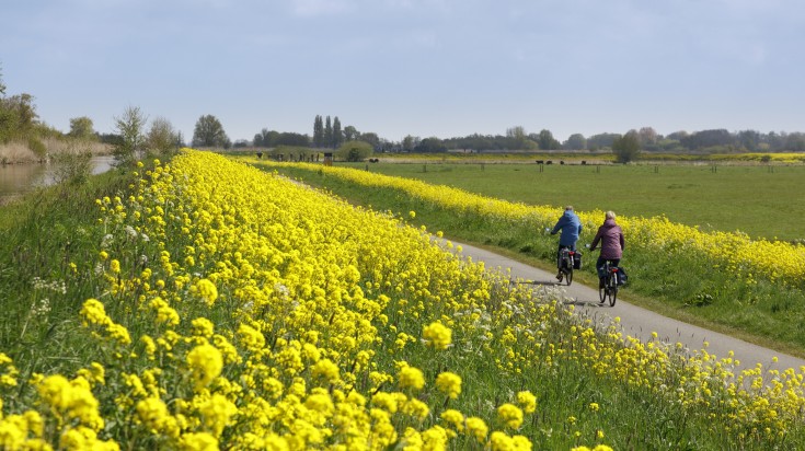 A couple riding bicycles in a rapeseed field in the Netherlands in May.