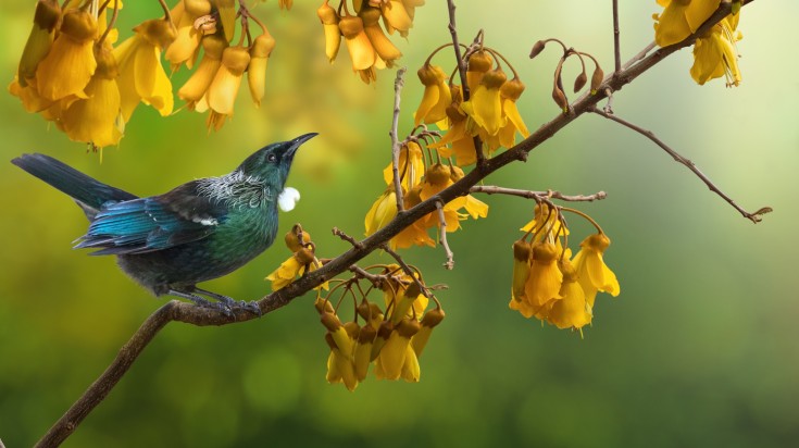 Spot Tui birds during fine weather in New Zealand.