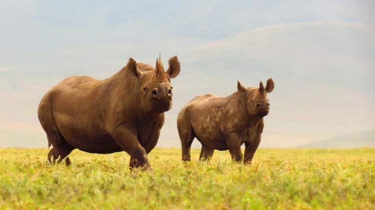 Black rhinos in Ngorongoro Crater