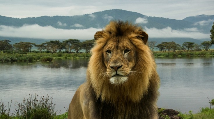 African lion in a Tanzania national park