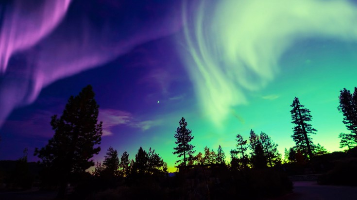 Multicolored lights in the sky above a forest