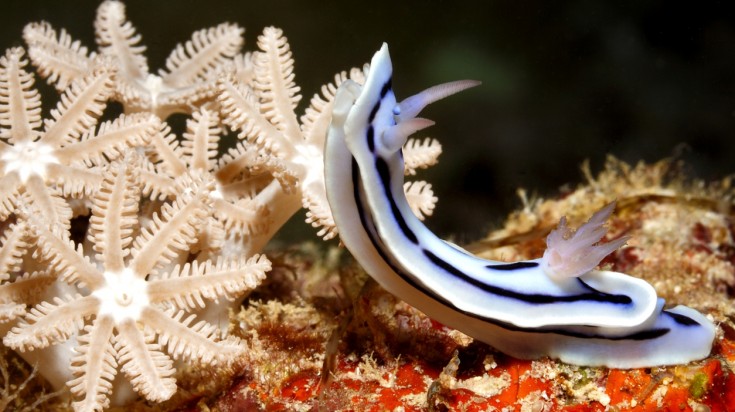 Look out for Nudibranchs when scuba diving in Sydney