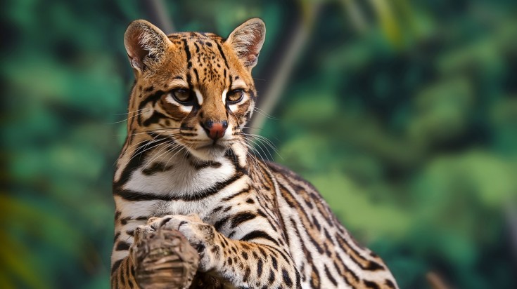 Many different regions in Costa Rica provide a chance to encounter diverse and unique wildlife in Costa Rica Ocelot are a common wildlife sighted in Costa Rica