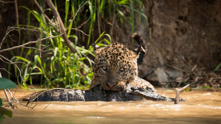 Parque Nacional Manu one of the largest parks in South America