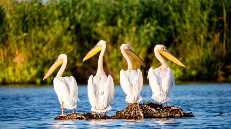 Pelican colony in Danube Delta Romania.