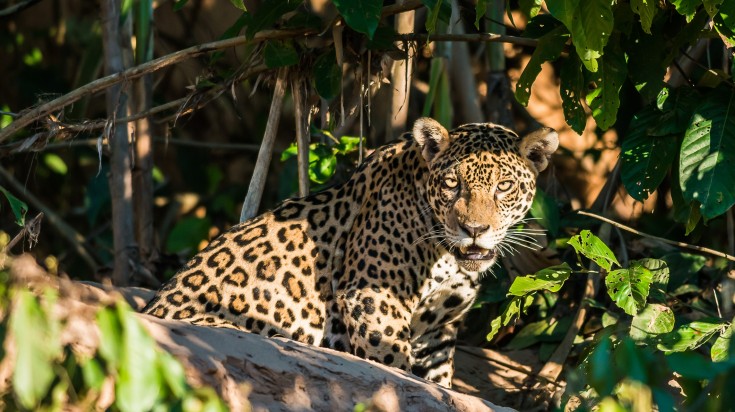 Jaguar in the peruvian amazon jungle Madre de Dios