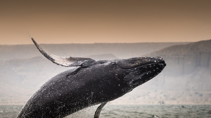 Humpback whale at jump