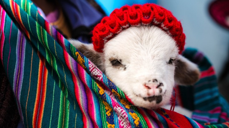 Baby lamb held in a multicolored traditional Peruvian blanket