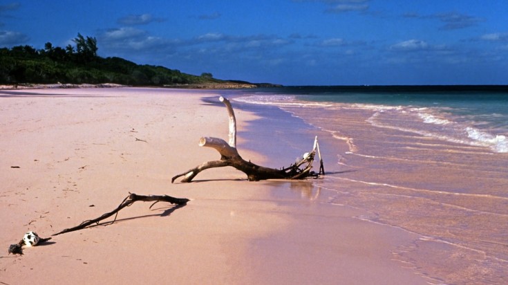 A tree branch lays on the pink sand at Pink Sands beach. 