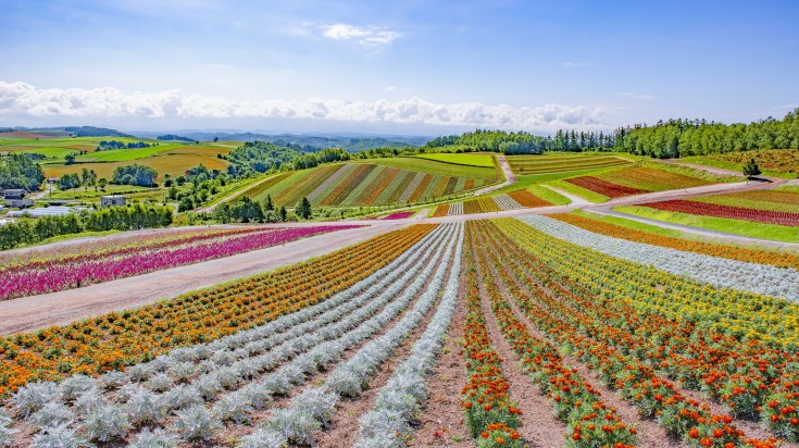 Shikisai-no-oka flower gardens under the blue sky in Hokkaido. Shikisai-no-oka flower gardens under the blue sky in Hokkaido.