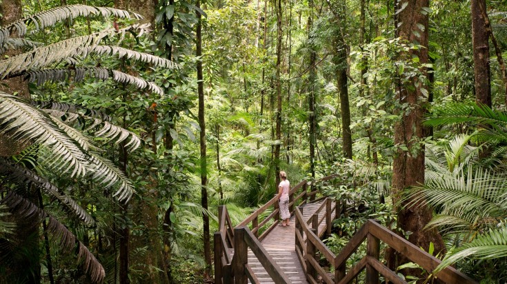 Places to visit in Australia, Daintree National Park