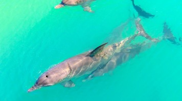 Dolphins in Monkey Mia, places to visit in Australia