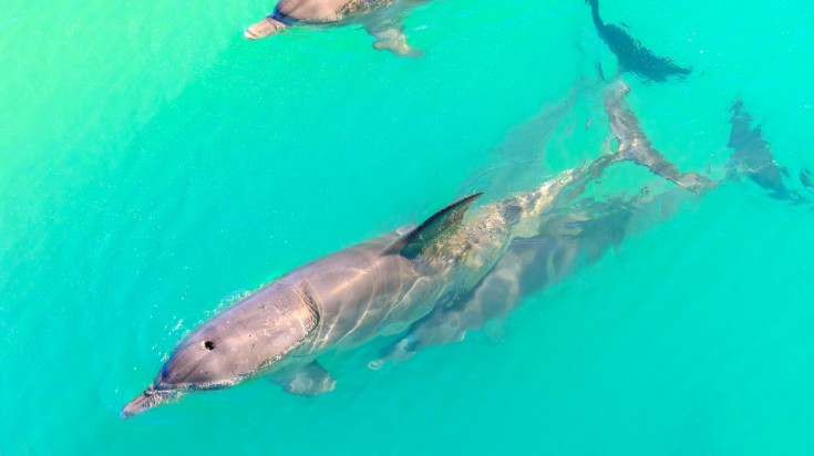 Dolphins in Monkey Mia, places to visit in Australia