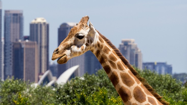 Places to visit in Sydney Taronga zoo