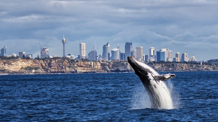 Places to visit in Sydney whale watching