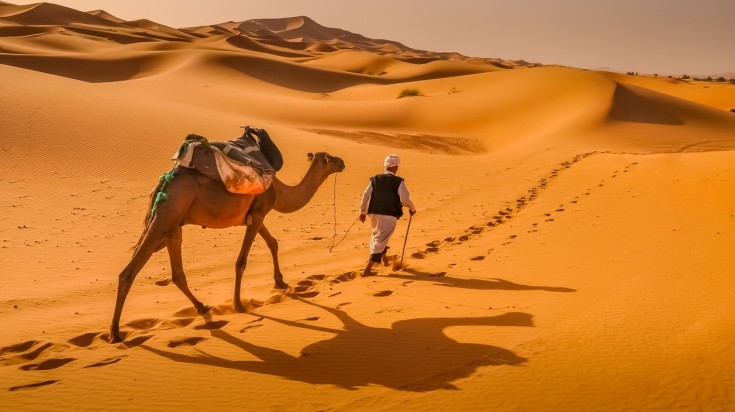 Camel in Moroccan Sahara