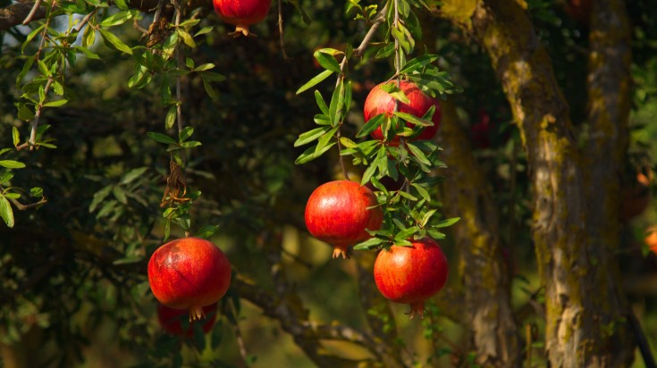 Garden with pomegranate trees in Kibbutz Moshav.