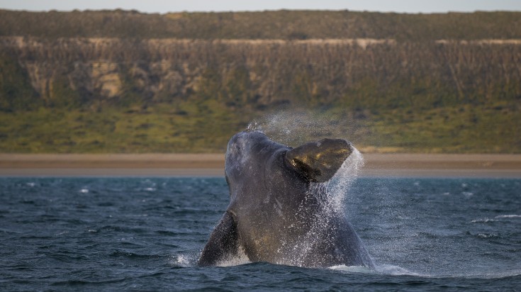 Whales in Puerto Madryn