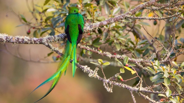 Monteverde Cloud Forest Reserve is where you will find the Quetzal.