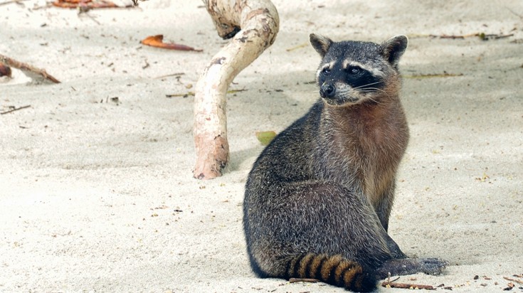 Manuel Antonio is home to raccoons and monkeys who aren't shy of humans