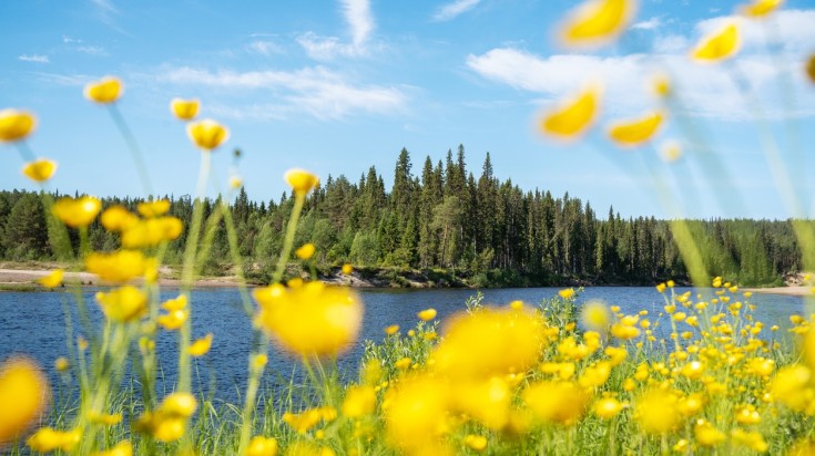 Ranunculus flowers and summer landscape in Oulanka National Park.