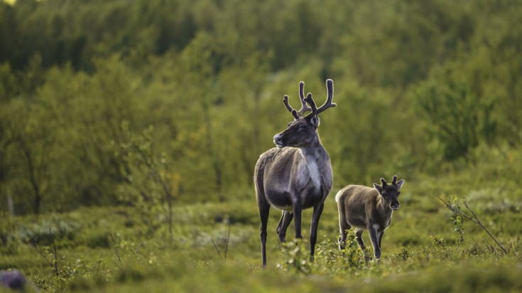 Reindeers spotted in Sweden. Reindeers spotted in Sweden.