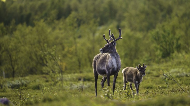 Reindeers spotted in Sweden.