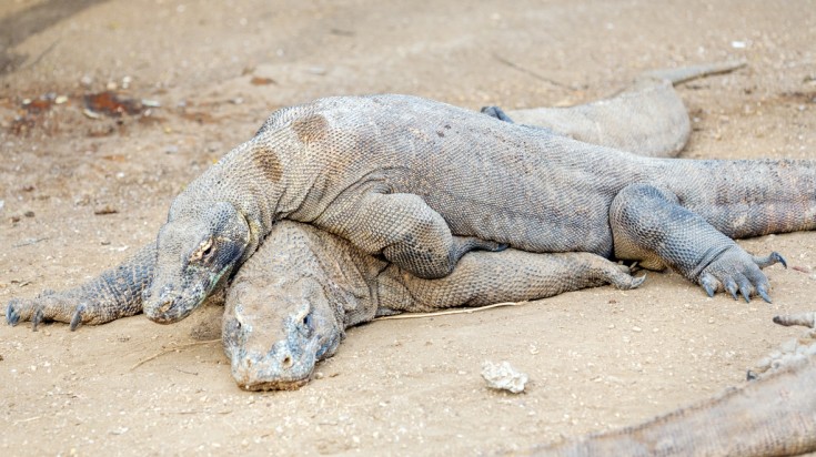 Visiting the Reptile park is a unique thing to do in Ubud.