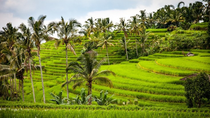 Visit rice terraces and take pictures of one of best place to visit in Bali