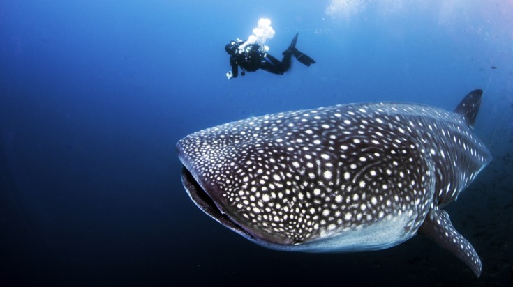 One of the best dive sites in Thailand is where you find the whale shark