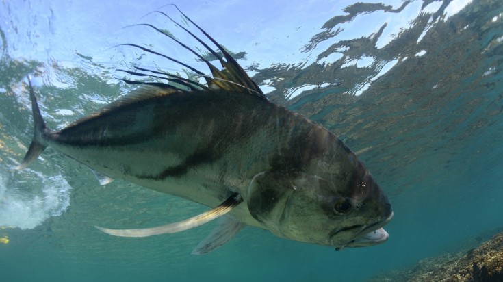 Rooster fish for fishing in Costa Rica