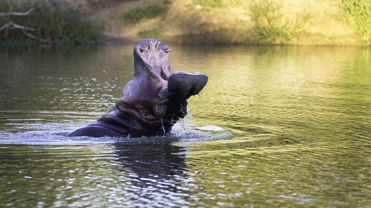 Witness a hippo on the luxury safari in South Africa