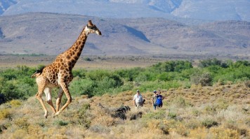 Guests at Sanbona experience wildlife at the reserve watching a giraffe.