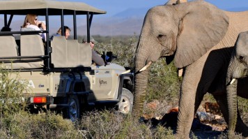 Guests at Sanbona have a close encounter with a pair of elephants at the reserve.