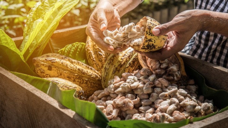 Sarapiqui cocoa plantation in Costa Rica