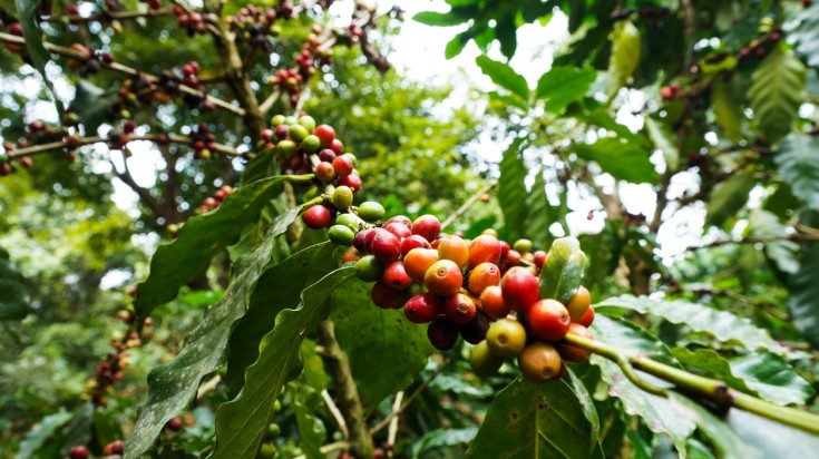 Coffee plantations at Sarapiqui