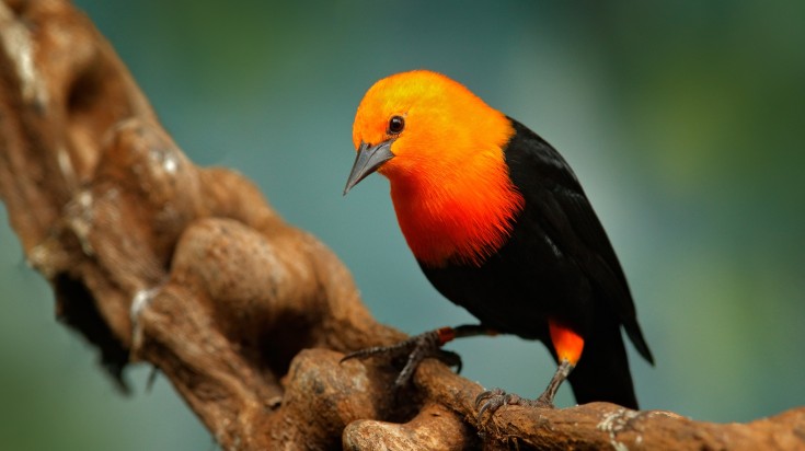 Scarlet-headed Amblyramphus holosericeus, a black bird with an orange red h