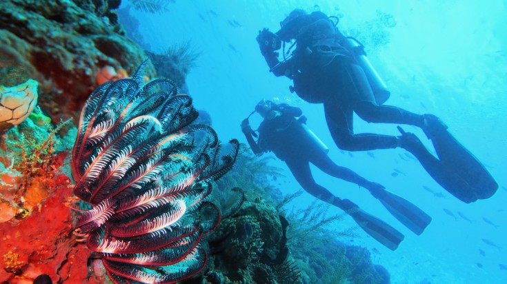 Scuba divers couple near beautiful coral reef and colorful feather star