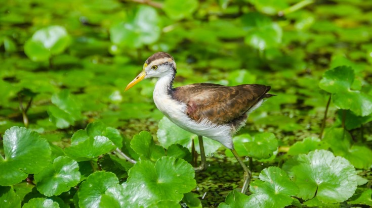 Jacana bird in Costa Rica