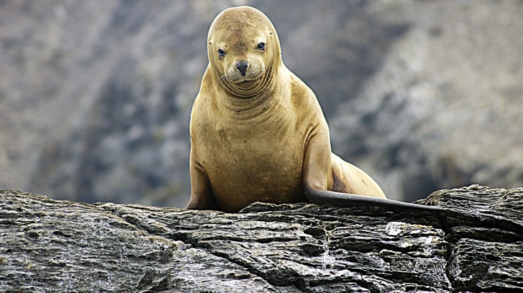 Sea lion in the Humboldt Reserve, Chile.