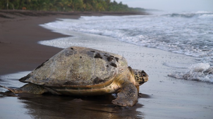 Sea turtle digging in the sand to put her eggs in Costa Rica.