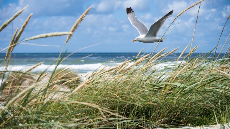 Seagull spotted in Denmark during March.