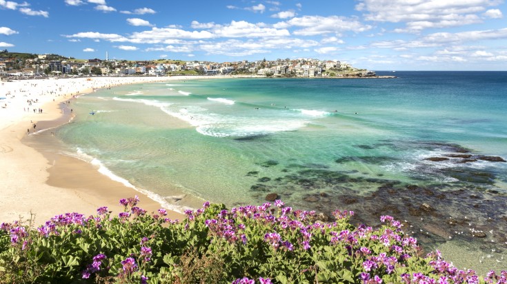 Flowers near Bondi beach, Australia