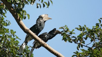 Silvery cheeked Hornbills