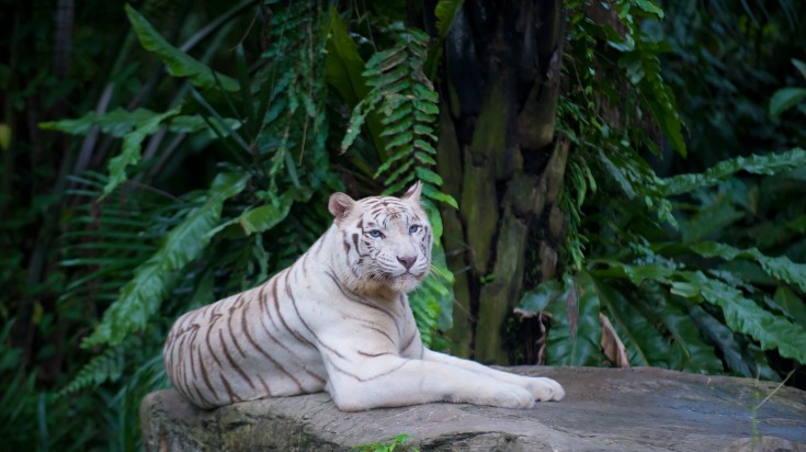 Singapore Zoo